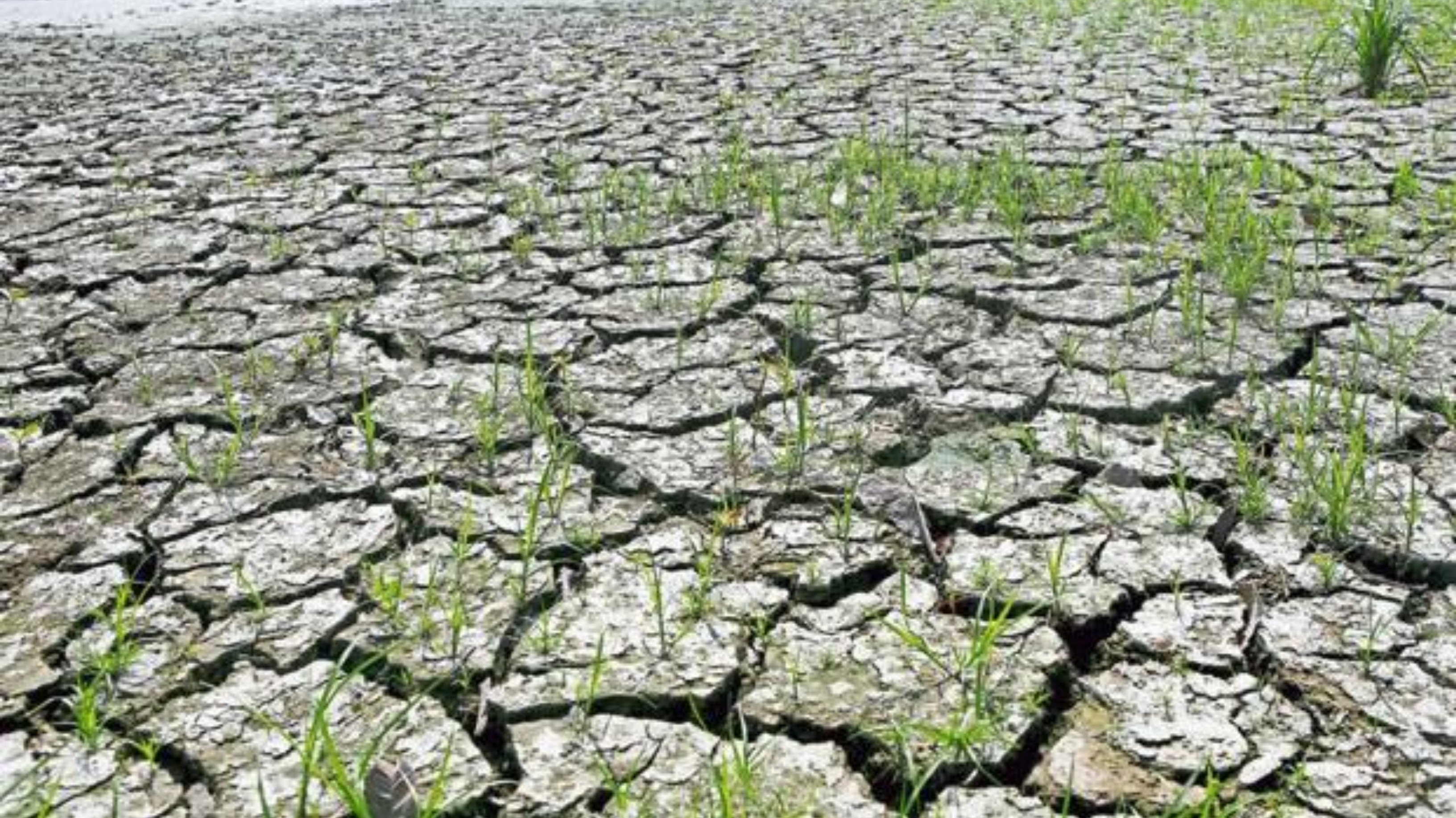 BMKG imbau warga Yogyakarta waspada datangnya El Nino yang berakibat krisis air, kekeringan hingga kebakaran hutan. (BPBP Jogja)