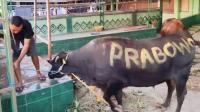 Salurkan 1.098 Ekor Sapi, Anggaran Sapi Kurban Prabowo dari APBN