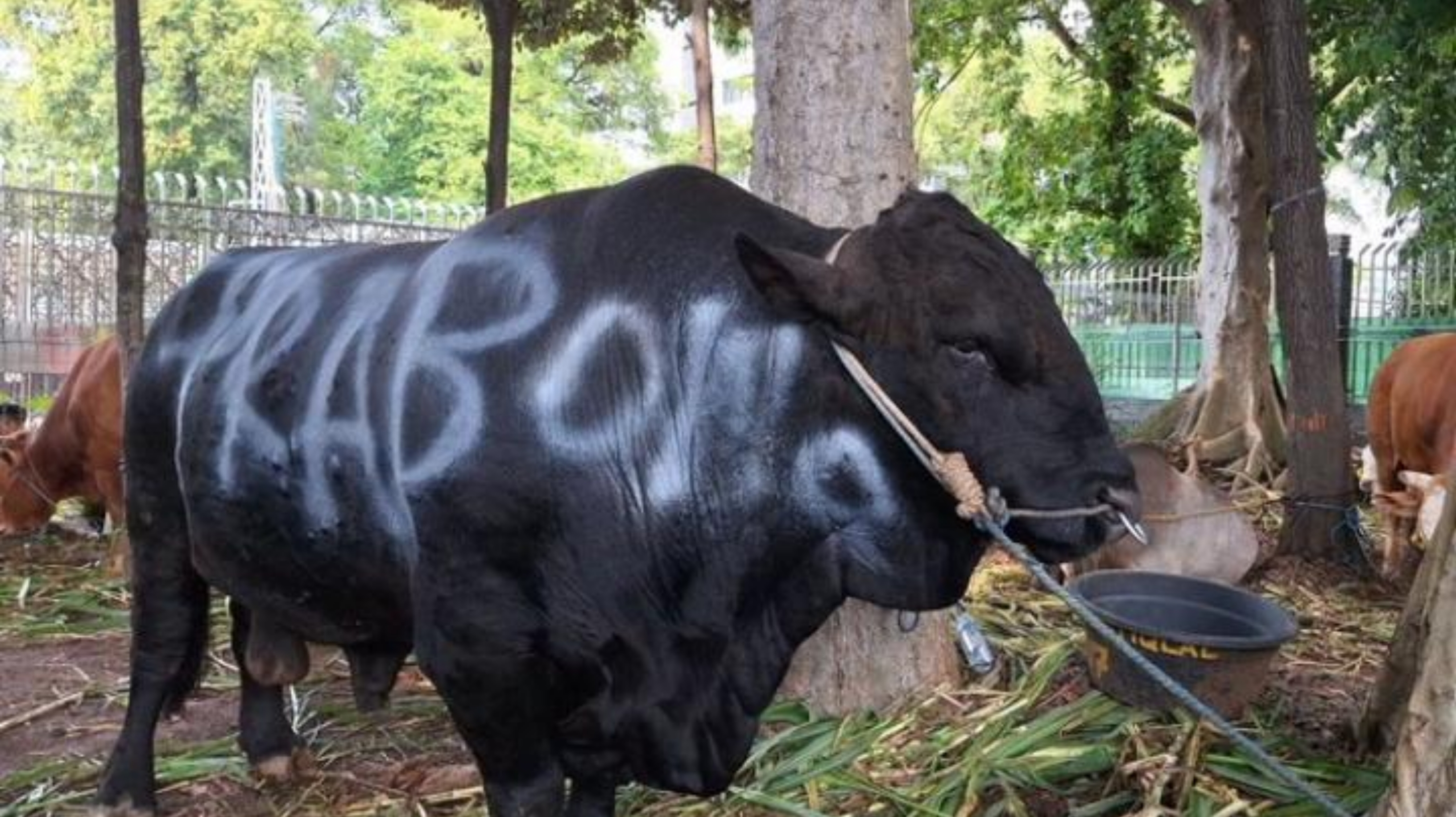 Salah satu sapi bantuan kepresidenan untuk masyarakat yang disalurkan kepada warga sebagai hewan kurban. (Istimewa)