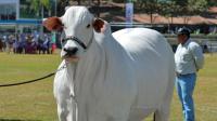 Mengenal Sapi Termahal di Dunia Bernilai Puluhan Miliar, Viatina-19 FIV Mara Imoveis