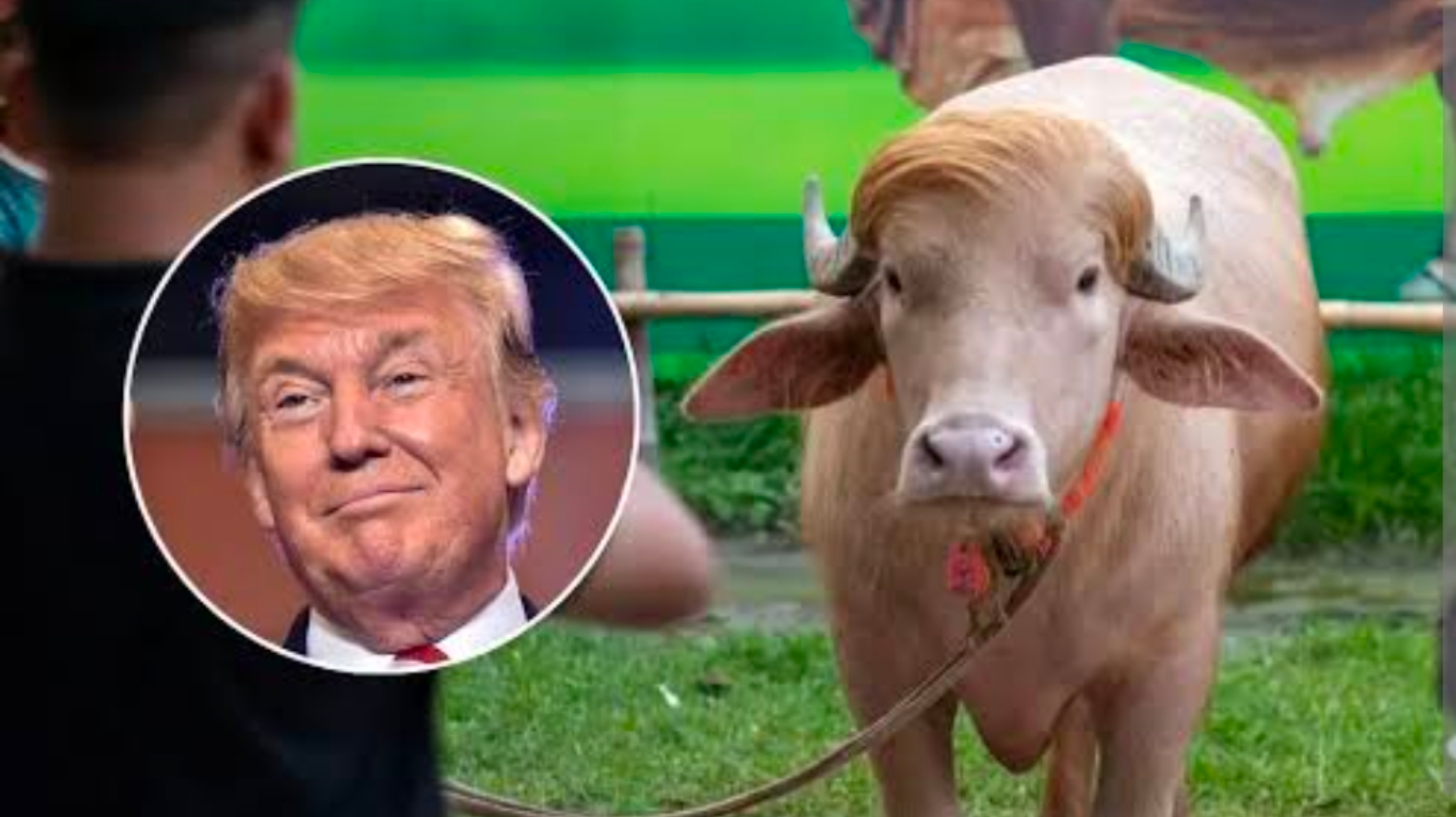 Dianggap menyerupai presiden AS, kerbau pirang di Bangladesh ini pun diberi nama Donald Trump. (IDNVoice/Tangkapan Layar)