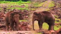 Viral Gajah Borneo Terdiam Dapati Rumahnya Jadi Lahan Sawit: Warganet: Simbol Kesedihan Alam Kalimantan