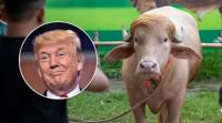 Diselamatkan Pemerintah, Donald Trump Urung Disembelih pada Hari Raya Iduladha