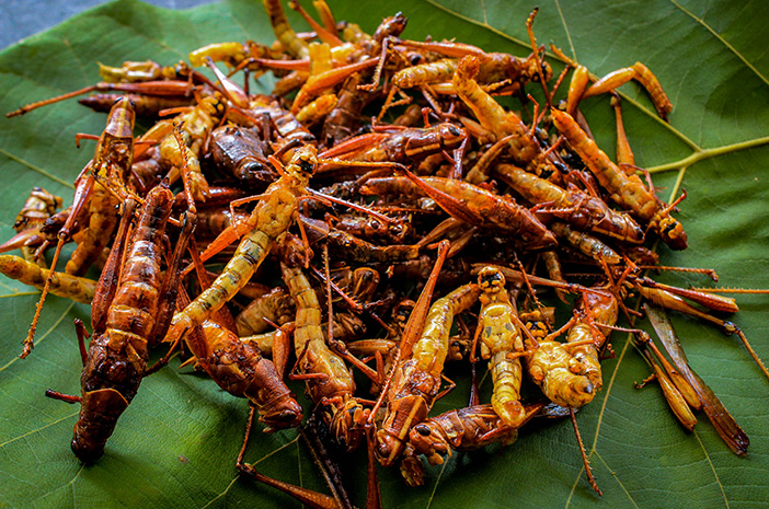 Kuliner khas Kabupaten Gunungkidul, Belalang Goreng. (Halodoc)