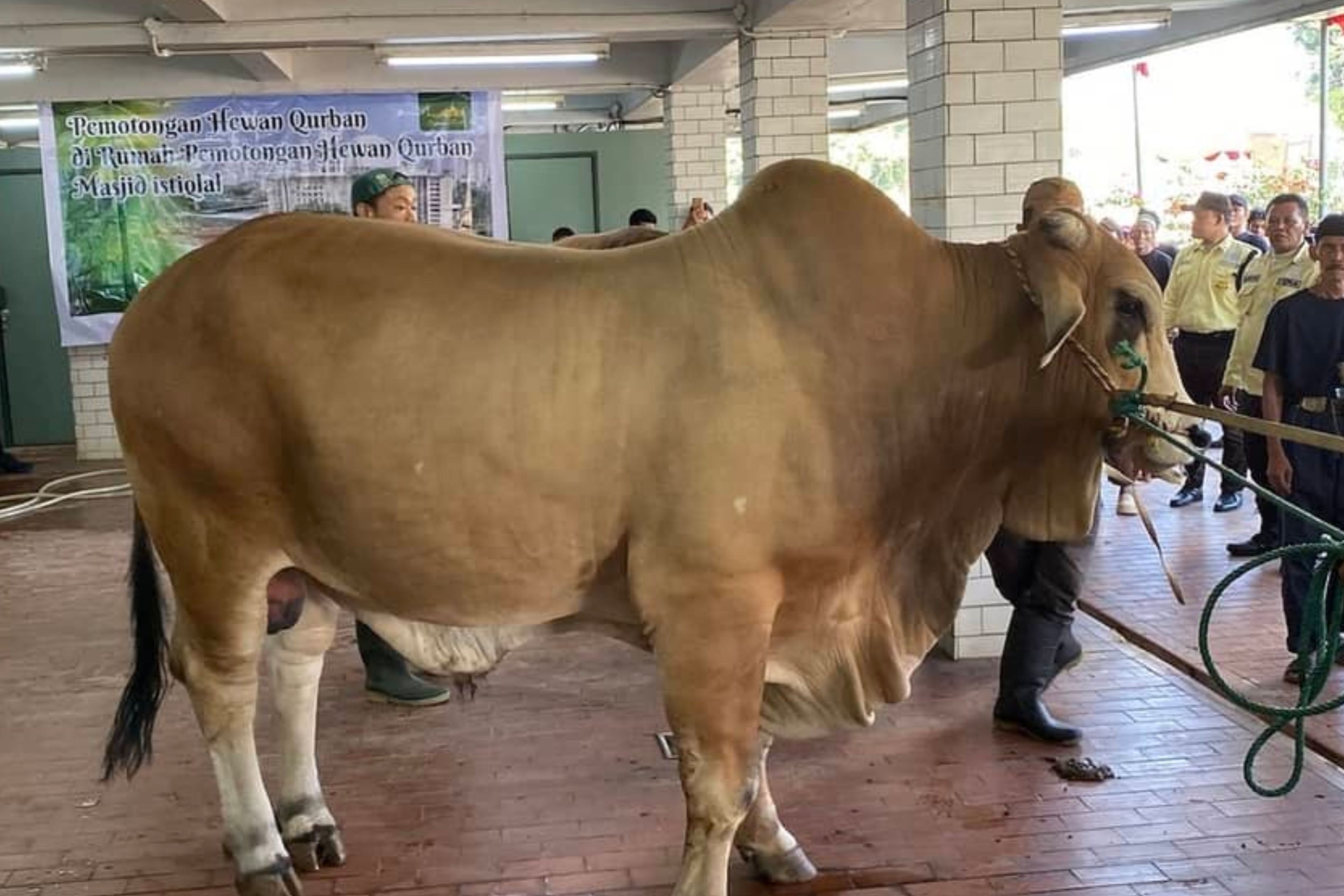 Pada Hari Raya Iduladha 1447 Hijriah, Direktorat Urusan Agama Islam dan Bina Syariah Kementerian Agama mencatat lebih dari 2 juta ekor hewan kurban disembelih dan didistribusikan kepada masyarakat, terdiri atas 676.866 ekor sapi dan 1.355.887 ekor kambing. (Metro TV) 