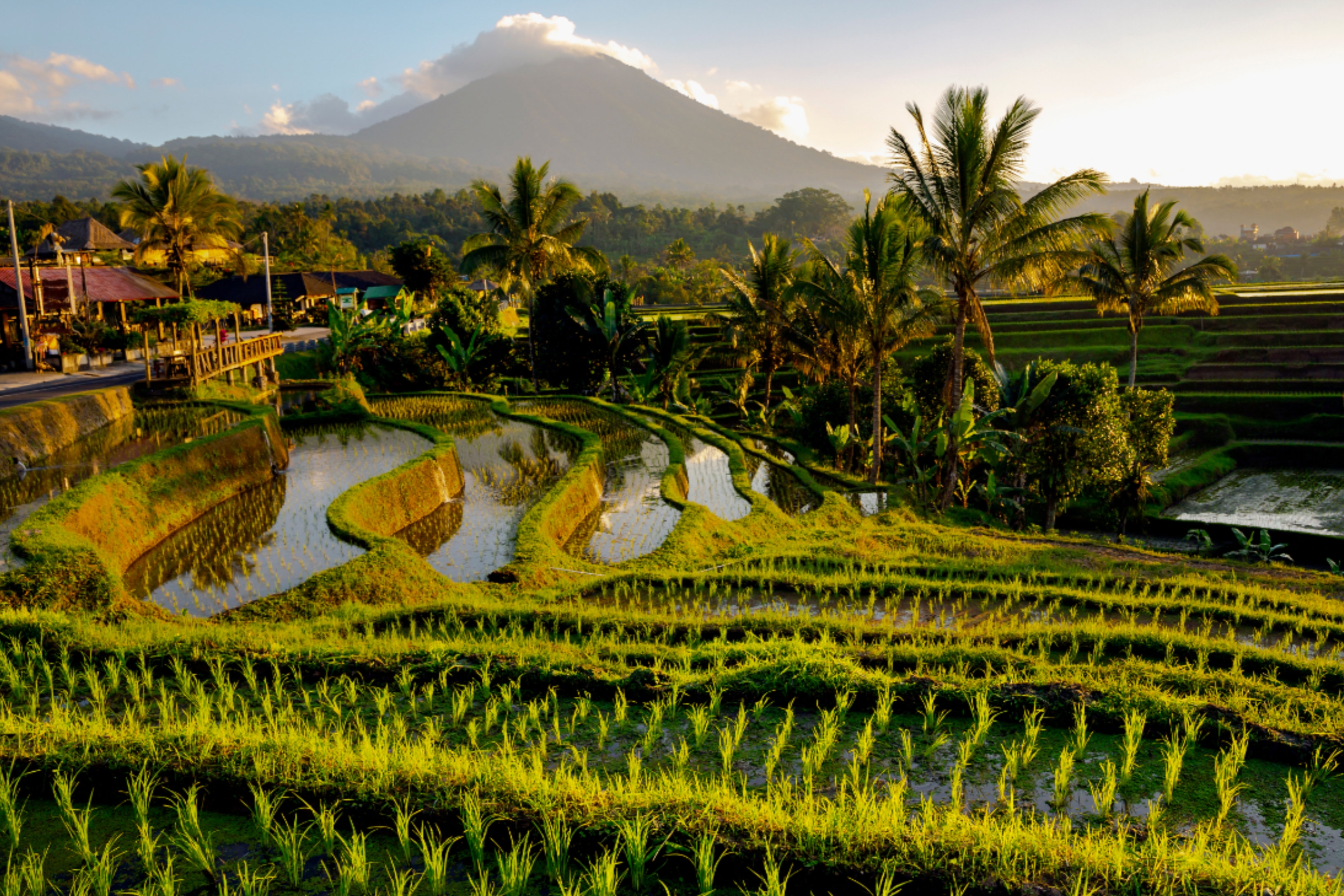 Ilustrasi: Subak in Jatiluwih Tourism Village (IDNVoice/Shutterstock-Tanya Keisha)