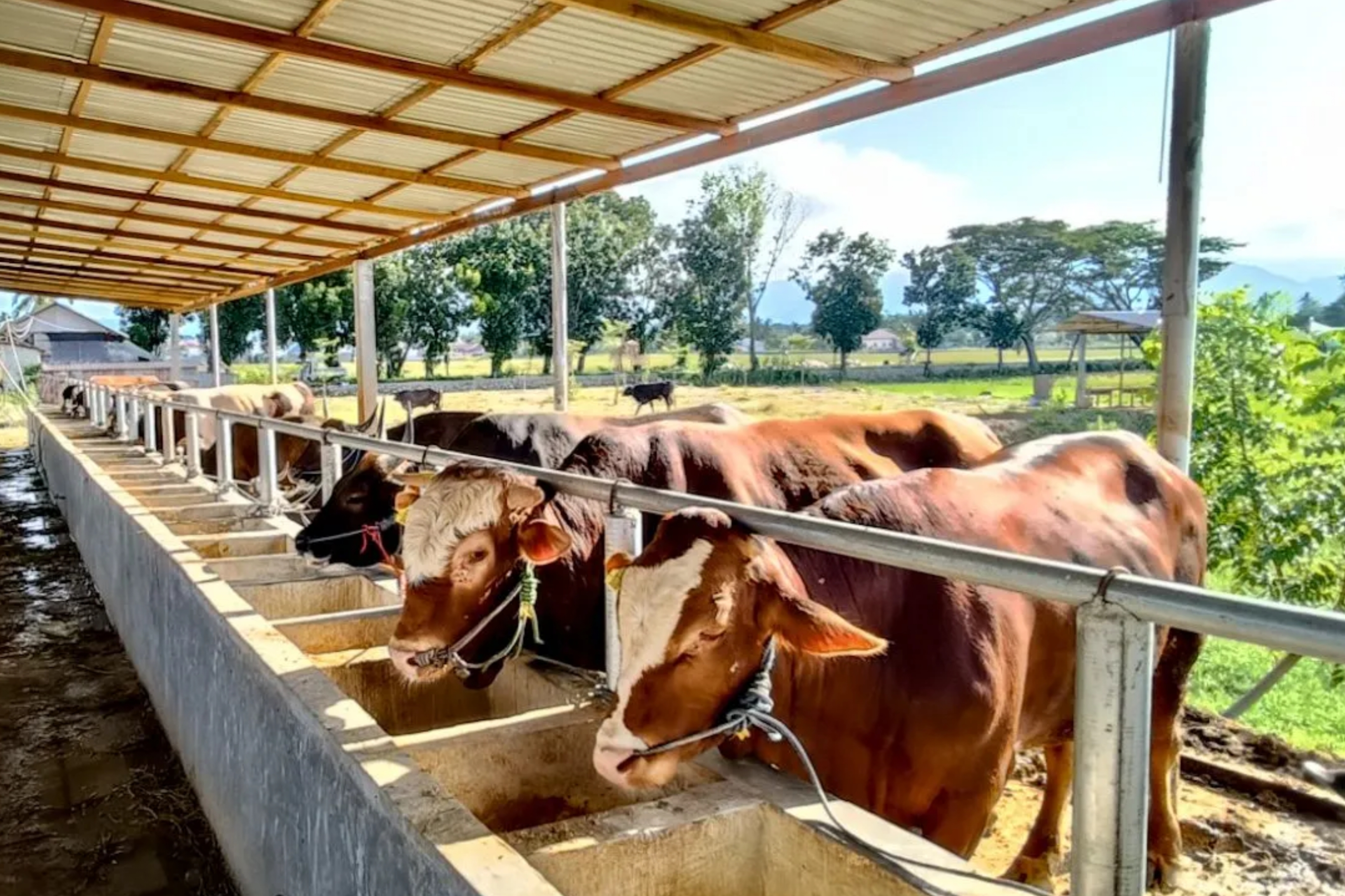Sejumlah sapi bakalan dipelihara di fasilitas peternakan sebagai bagian dari upaya memperkuat ketersediaan daging sapi nasional. (IDNVoice/Kementan)