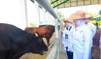 Khofifah Optimistis Semen Beku Belgian Blue Percepat Terwujudnya Swasembada Daging Nasional