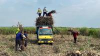 Usai Swasembada Gula Konsumsi, Pemerintah Bidik Kemandirian Gula Rafinasi
