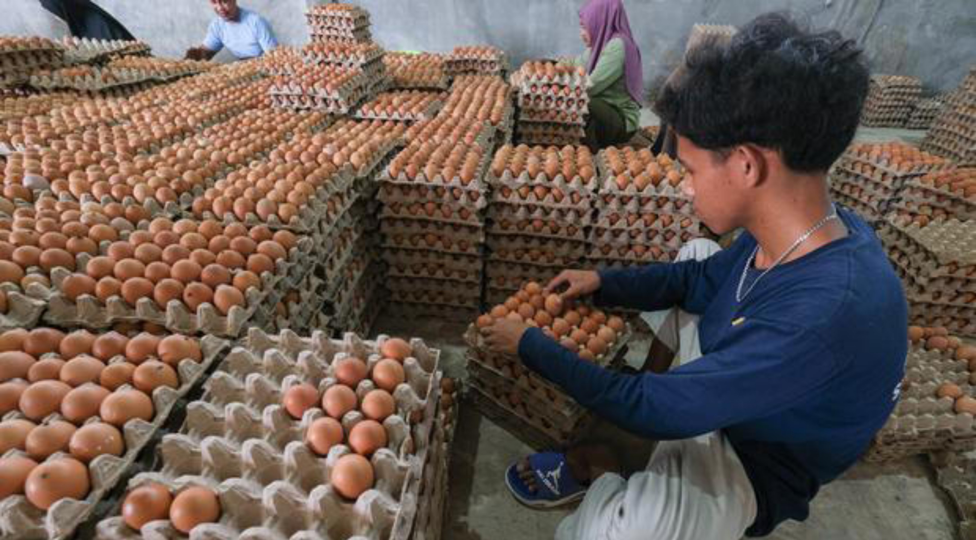 Ilustrasi: Pedangang telur ayam. (IDNVoice/Antara)