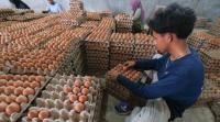 Bapanas: Harga Ayam dan Telur di Tingkat Peternak Mulai Menguat, MBG Jadi Pendorong Permintaan