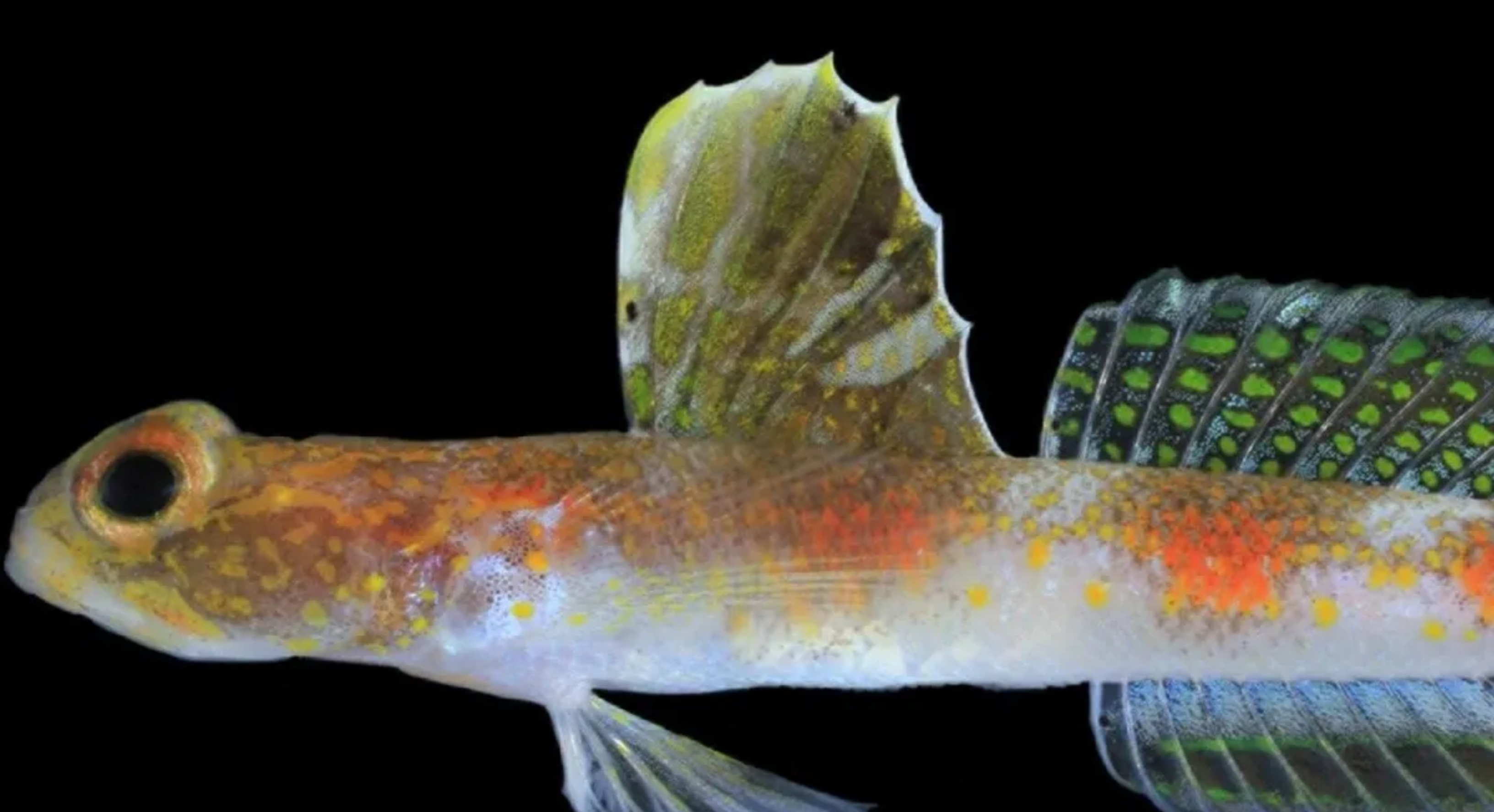 BRIN Temukan Spesies Baru Ikan Gobi Udang di Banyuwangi, Diberi Nama Tomiyamichthys oriens