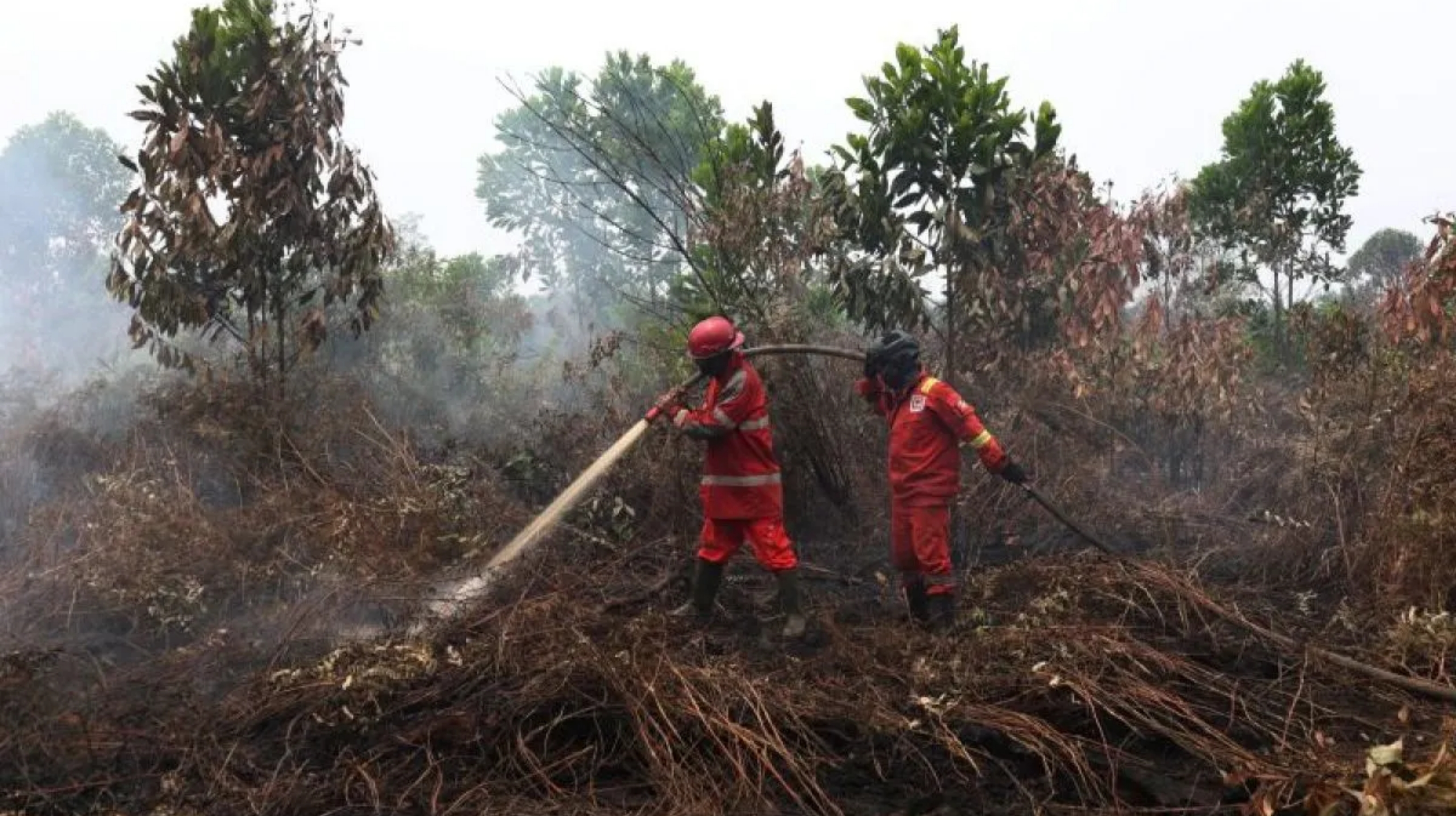 Link-AR Borneo Desak Pemerintah Evaluasi Korporasi di Tengah Karhutla Kalbar