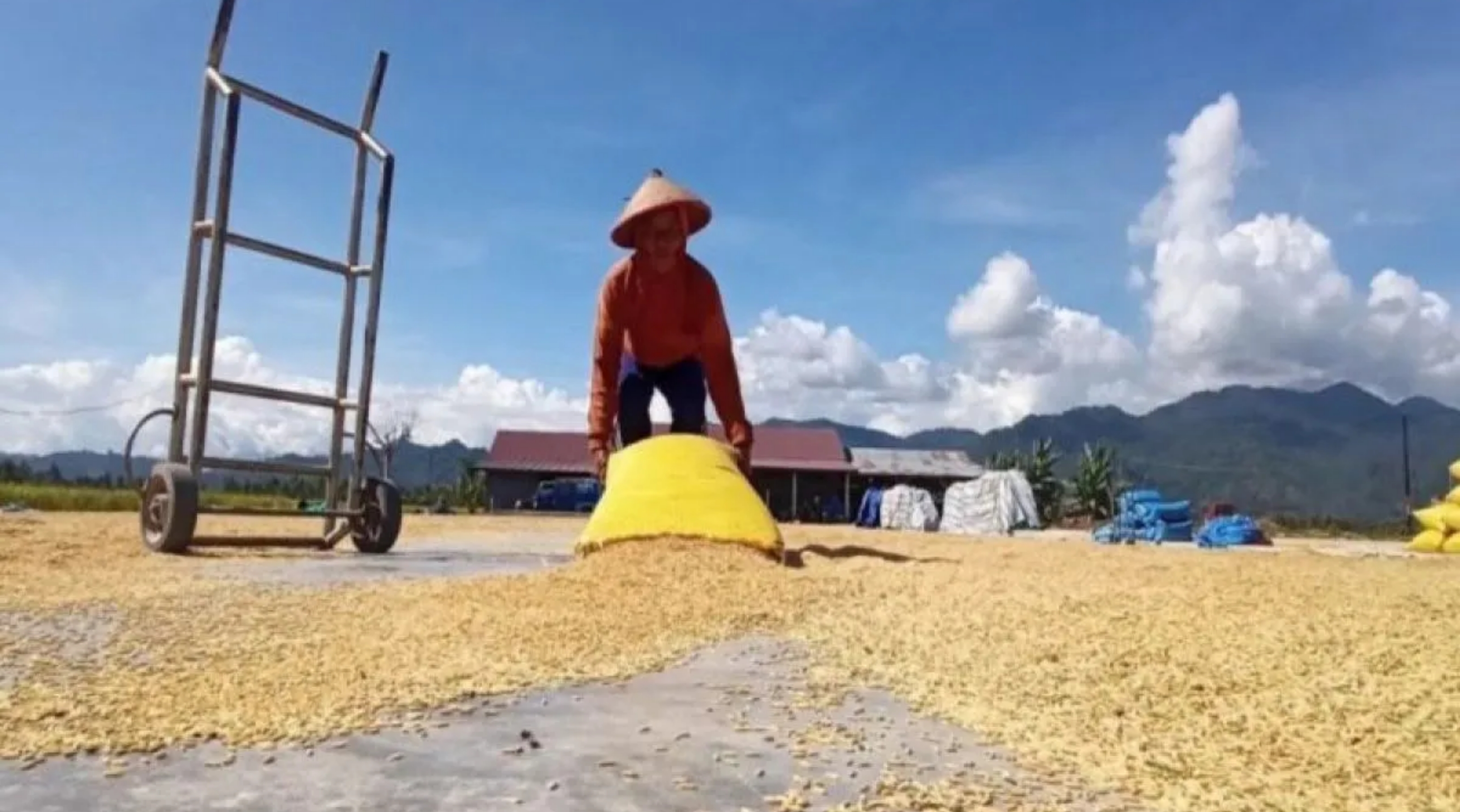 Harga Gabah Tembus Rp8.000/Kg, Pemerintah Kaji Ulang HET Beras dan HPP