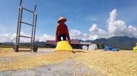 Harga Gabah Tembus Rp8.000/Kg, Pemerintah Kaji Ulang HET Beras dan HPP