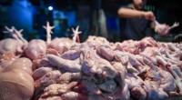 Kementan Dorong Koperasi Peternak Lawan Tengkulak, 40 Ton Ayam Layer Afkir Dikirim ke Makassar