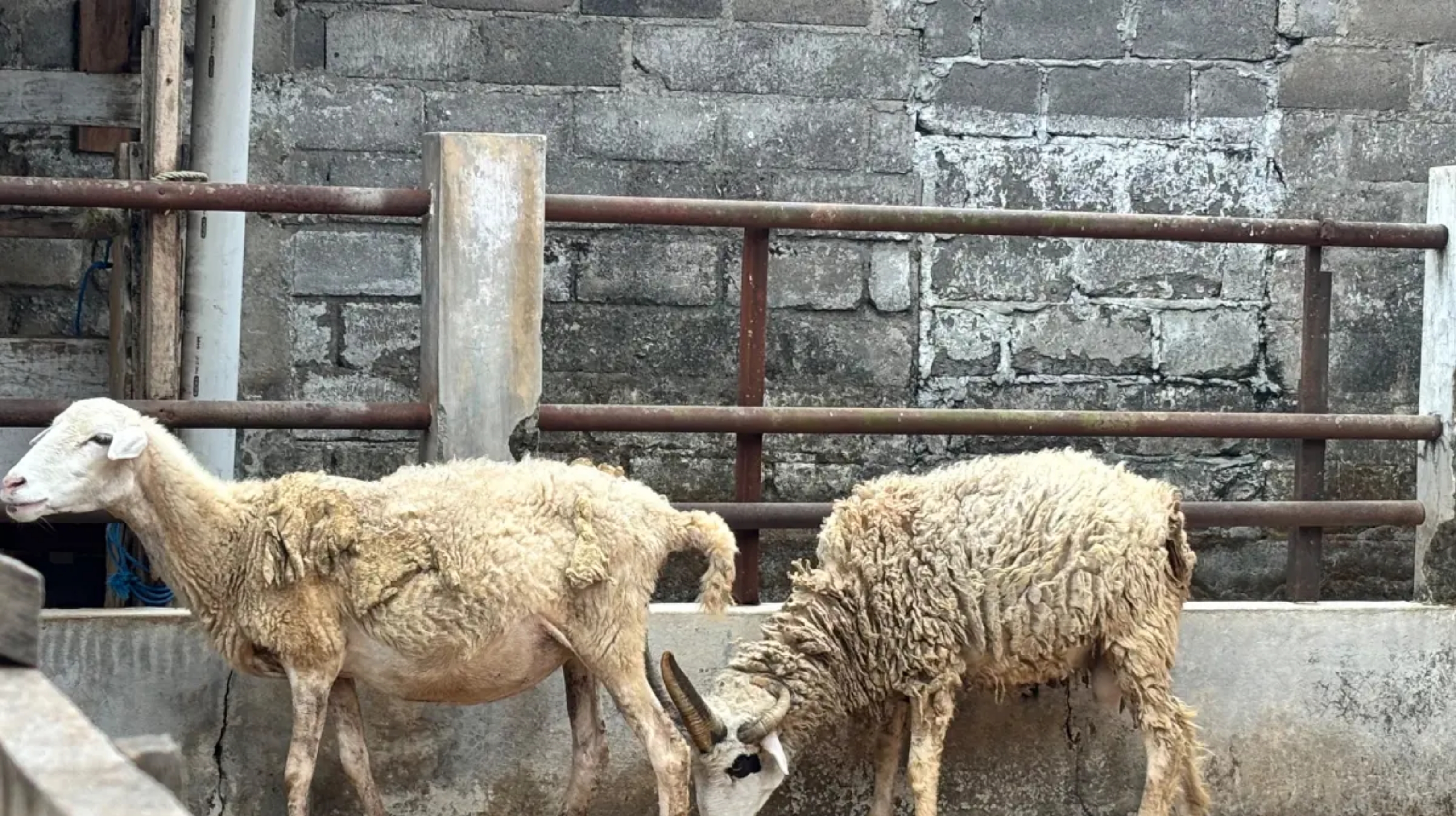 Domba di Tidar Krajan Farm Kota Magelang memiliki lima tanduk. (IDNVoice/Tidar Krajan Farm)