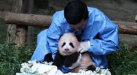 Bayi Panda Shu Bao Tampil Perdana di Everland, Jadi Panda Keempat yang Lahir di Korsel