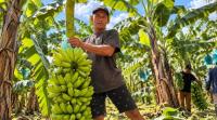 Pisang Mas Kirana Lumajang Dilirik Pasar Singapura, 629 Petani Siap Dongkrak Ekspor