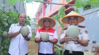Kolaborasi Lapas, BLK dan KDKMP Hasilkan Panen Melon-Semangka