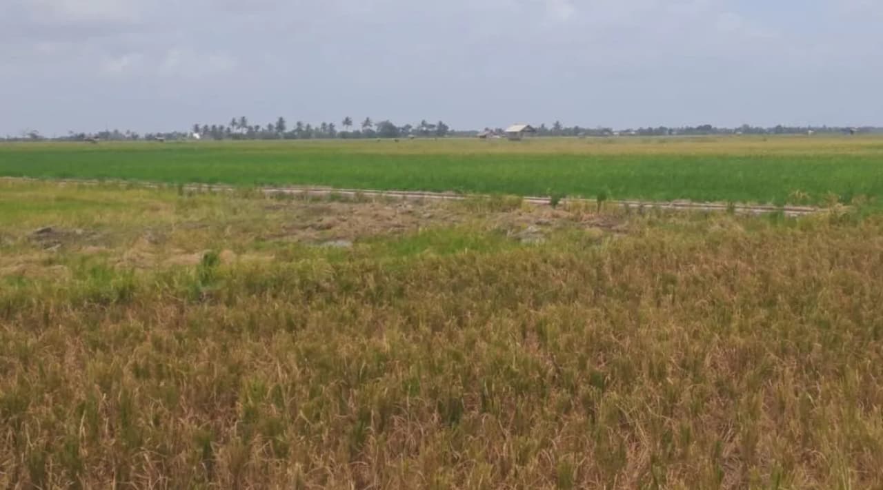 Cegah Alih Fungsi hingga Tambang Timah, 22.436 Hektare Sawah di Bangka Belitung Ditetapkan sebagai LSD