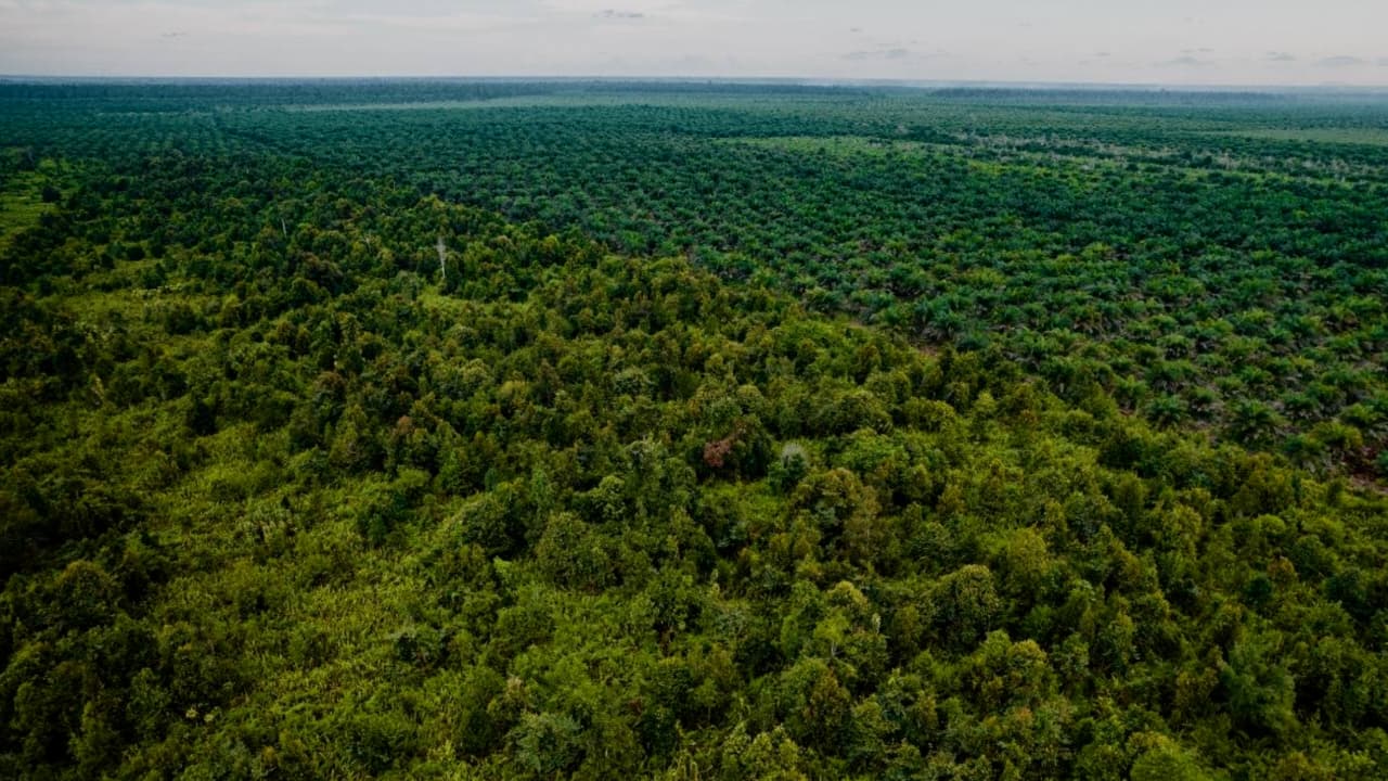 Mengenal Fungsi dan Tugas BPGMN, Badan Baru Bentukan Prabowo untuk Kelola Gambut dan Mangrove