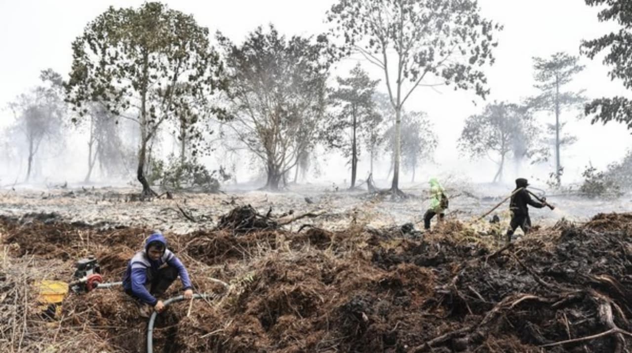 Warga memadamkan kebakaran hutan dan lahan (karhutla) di lahan gambut Desa Rawasari, Tanjung Jabung Timur, Jambi pada Rabu, 26 Agustus 2026. (IDNVoice/Antara Foto)