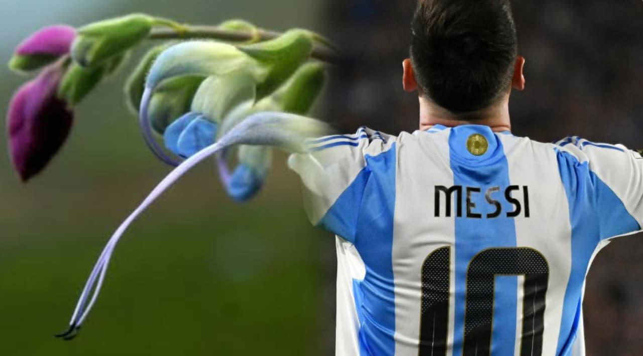 Nama Lionel Messi Diabadikan pada Bunga Langka yang Terancam Punah di Peru