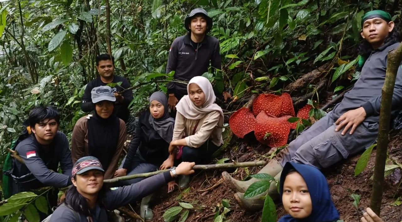 Rafflesia Tuan-mudae Mekar Sempurna di Agam, Diameter 87 Cm, Tiga Kuncup Siap Menyusul