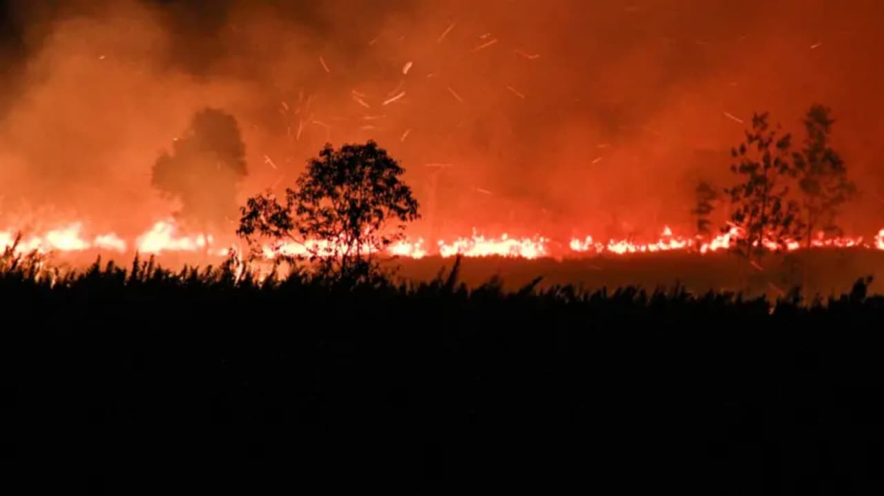 Api membakar lahan di Desa Tumbang Nusa, Kabupaten Pulang Pisau, Kalimantan Tengah (Kalteng). (IDNVoice/Antara Foto)