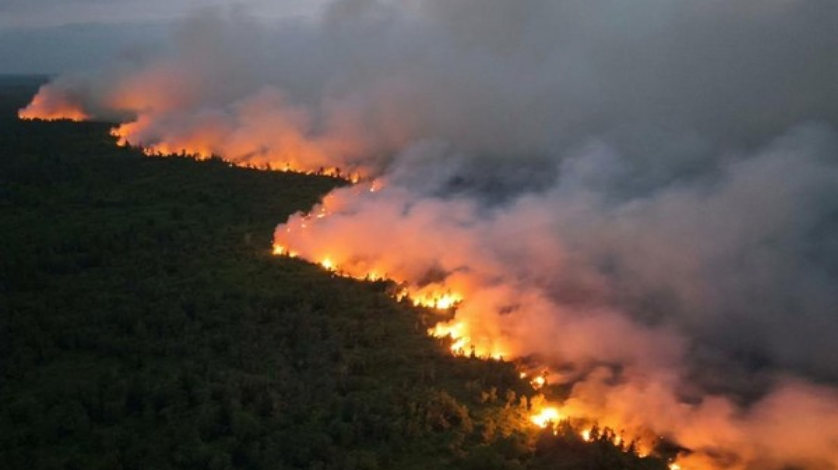 Kebakaran di Taman Nasional (TN) Tanjung Puting, Kabupaten Kotawaringin Barat. (IDNVoice/Istimewa)